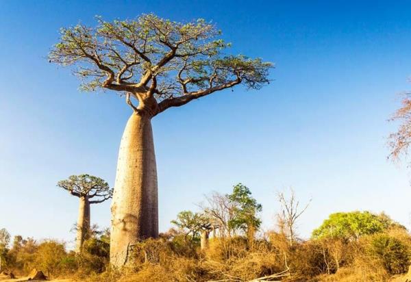 Baobab -hedelmät Missä on kotoisin oleva boabab -puu
