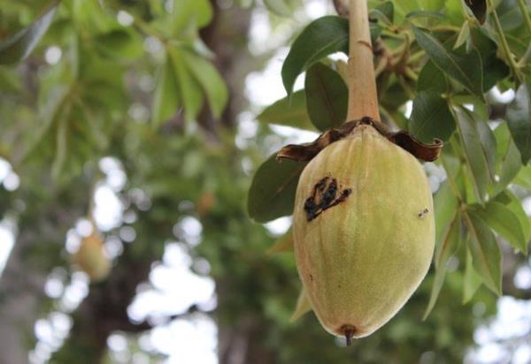 Baobab -hedelmät puussa Superhedelmät Afrikasta