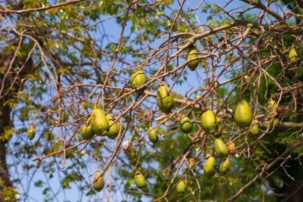 Baobab -hedelmät kuivuvat puun päällä - erittäin hedelmälliset terveyshyödyt