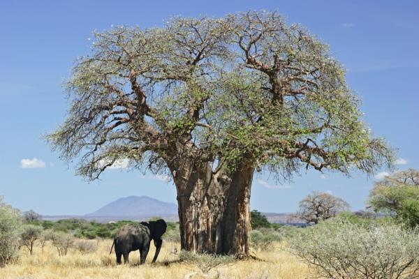 Baobab -hedelmät ja jauhe superhedelmät Afrikasta boabab -puusta