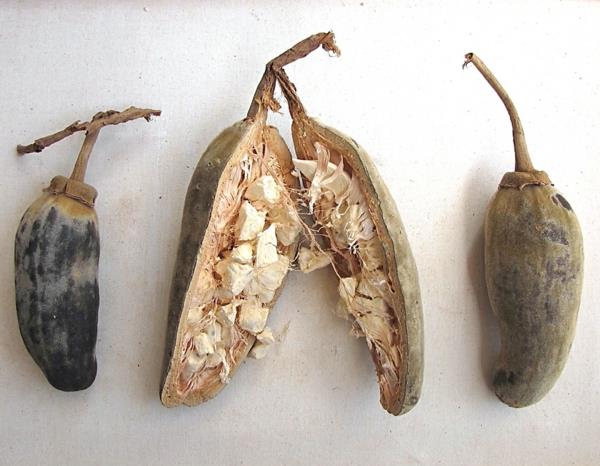 Baobab -hedelmien ja superfruit -jauheiden terveyshyödyt