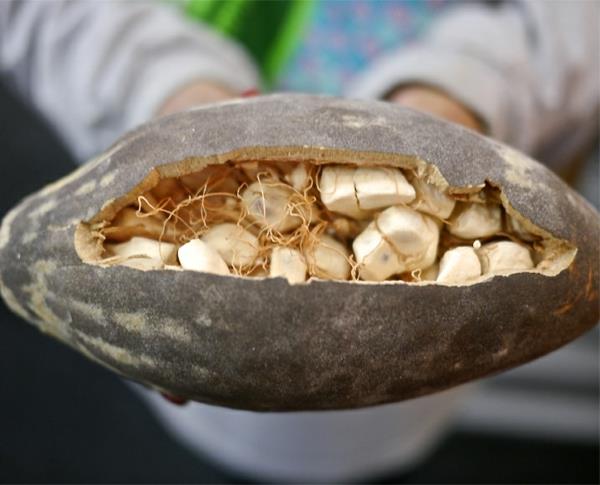 Baobab -hedelmät ja jauhe superhedelmät, jotka on kuivattu puussa