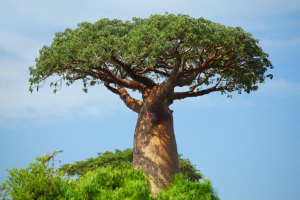 Baobab -hedelmät ja -jauhe Missä on baababipuusta kotoisin oleva boababipuu