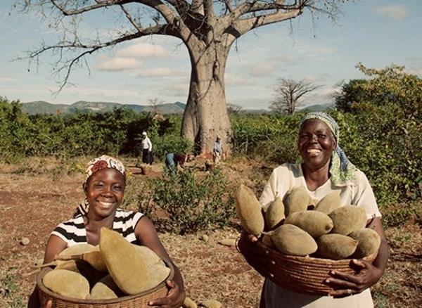 Baobab -hedelmät ja jauhe Missä on kotoisin oleva boababipuu