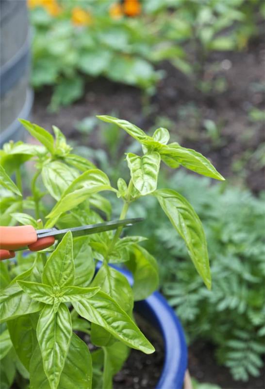 Basilikan hoito ruukuissa ja puutarhassa - leikkaa aromaattisia yrttejä oikein ympäri vuoden