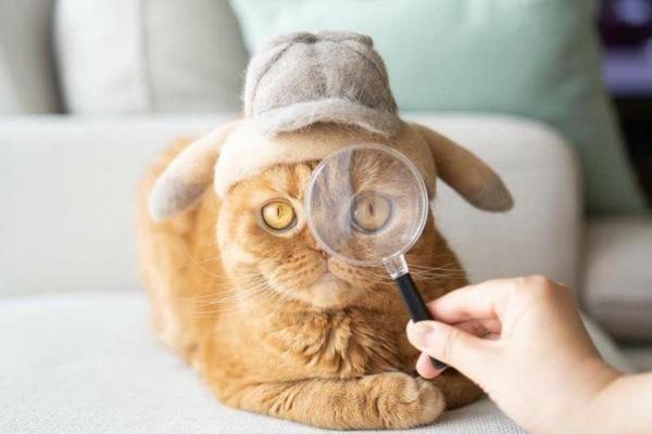 Tinkeriä kissankarvan kanssa DIY -hankkeet eläinten karvoilla Kotikissa