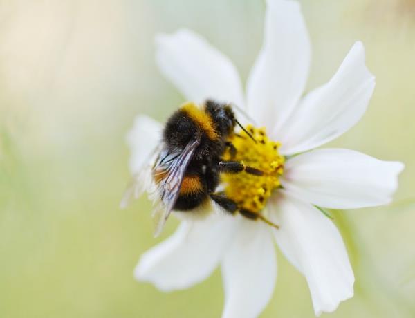 Bee Home Nämä Ikea-kaltaiset DIY-talot voivat auttaa pelastamaan mehiläiset söpöjä pörröisiä mehiläisiä, jotka tarvitsevat apuasi