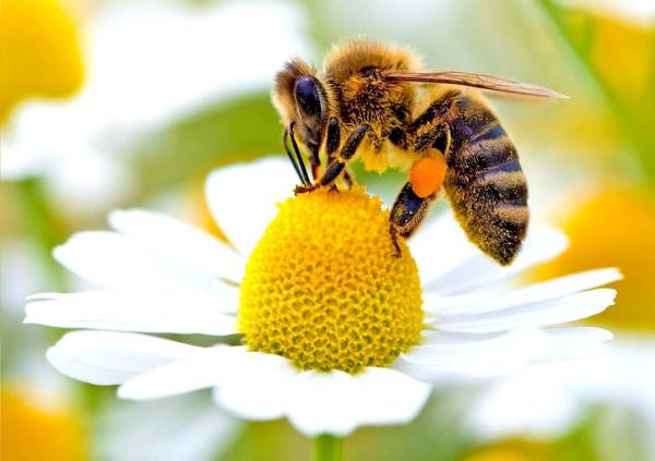 Bee Home Nämä DIY Ikean kaltaiset talot voivat auttaa säästämään mehiläisten yksinäisiä mehiläistaloja ympäristönsuojelussa