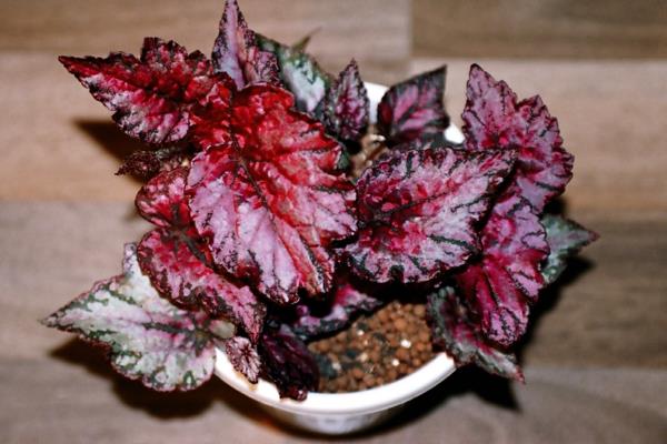 Begonia rex kirkkaat värit