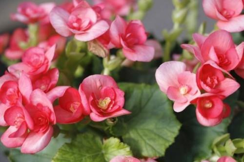 Begonian pienet vaaleanpunaiset punaiset kukat kuivuutta kestäviä huonekasveja
