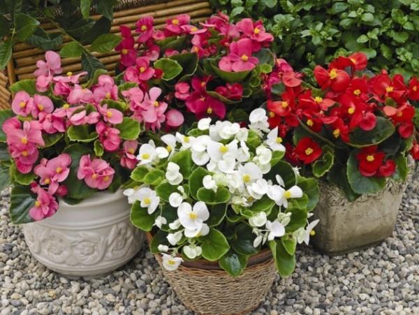 Begonia ruukkukasvit neljä eri väriä kauniita katseenvangitsijoita puutarhassa