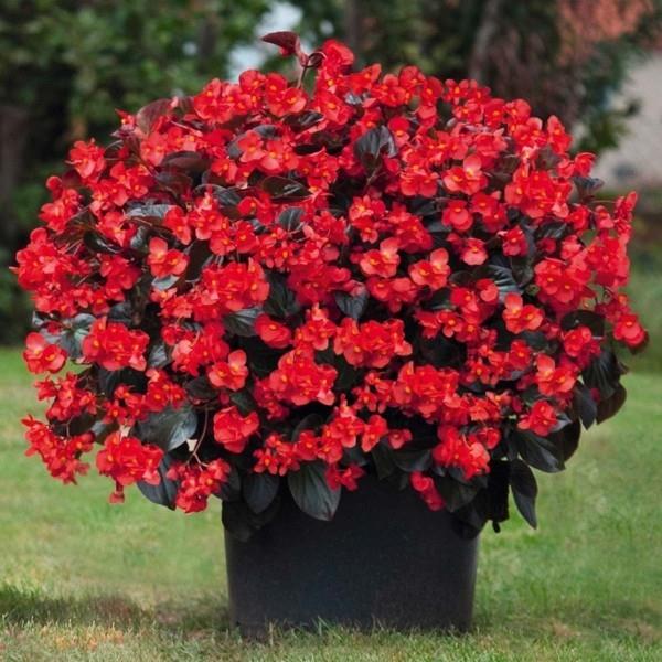 Begonian punaiset kukat ruukun korkeudessa 45-60 cm