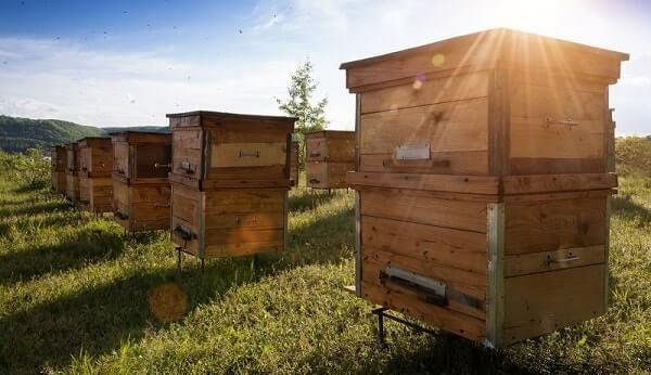 Mehiläispesä rakentaa mehiläispesä