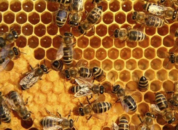 Mehiläishoitajat rakentavat mehiläisiä