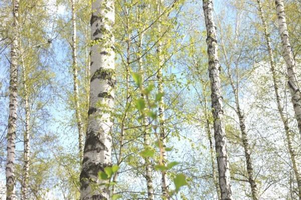 Koivuvesi vaikutus koivun kevät koivumahla terve
