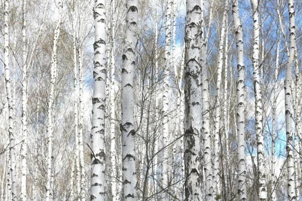 Koivuveden vaikutus koivun kevätkoivunmahlan terveysvaikutukset