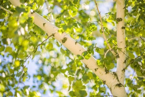 Koivun juoma vaikuttaa koivun koivunmahlan terveysvaikutuksiin