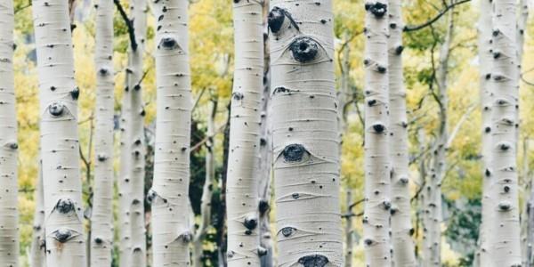 Koivuvesi juoda terve koivumetsän koivunmahovaikutus