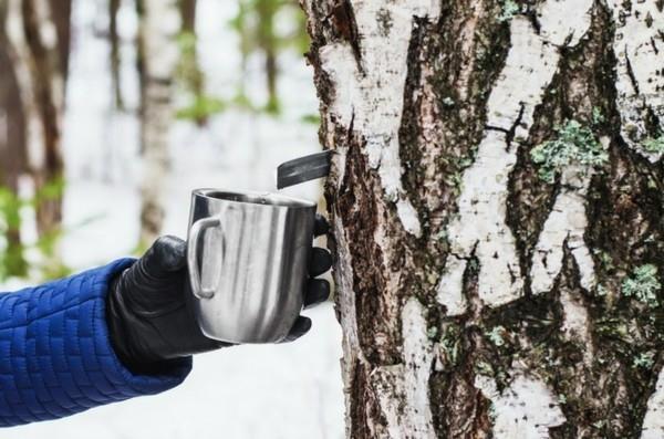 Koivuvesi käpyjä koivuja keväällä myöhään talvella koivunmahovaikutusta