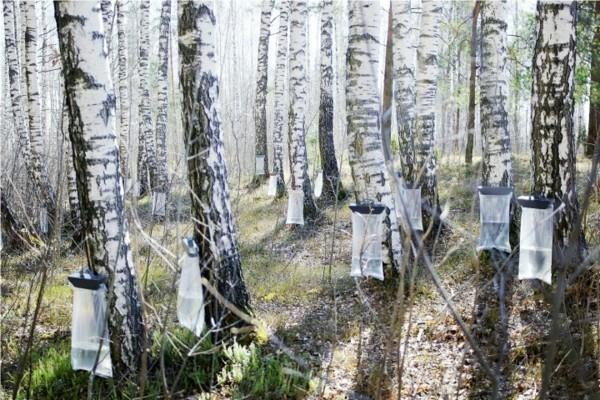 Koivuvesi käpyjä koivuja metsä kevät koivumahla vaikutus