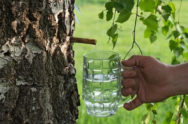 Koivuvettä annostele trendikäs juoma terveenä