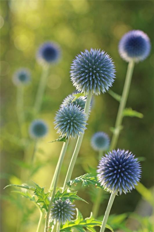 Siniset kevätkukat ruukuissa ja puutarhassa - upeat lajit ja hoitovinkit Echinops bannaticus pallomainen ohdake