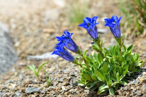 Siniset kevätkukat ruukuissa ja puutarhassa - upeita lajeja ja hoitovinkkejä Gentians sininen
