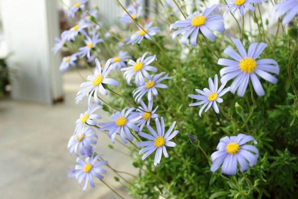 Siniset kevätkukat ruukuissa ja puutarhassa - upeita lajeja ja hoitovinkkejä Kapaster Felicia amelloides sininen