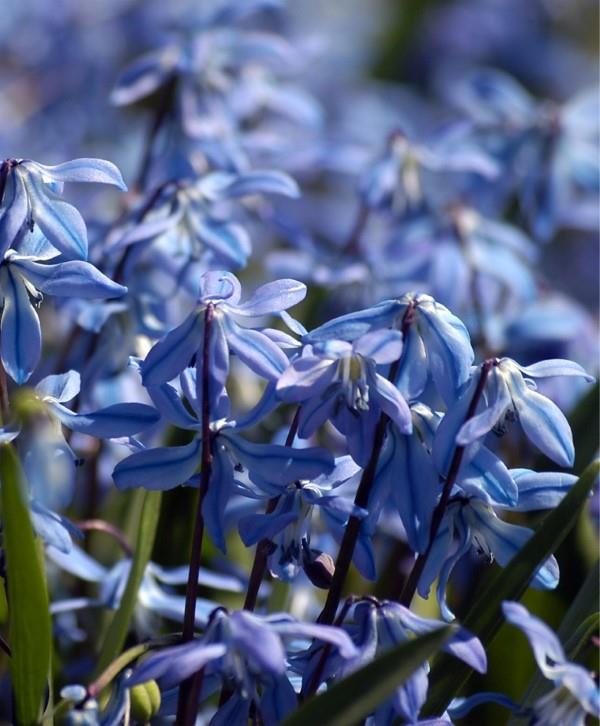 Siniset kevätkukat ruukuissa ja puutarhassa - upeita lajeja ja hoitovinkkejä Siperian squill, sininen, kauniisti pieni