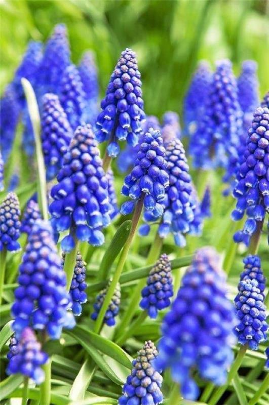Siniset kevätkukat ruukuissa ja puutarhassa - upeita lajeja ja hoitovinkkejä Sininen rypäleen hyasintti on kaunis