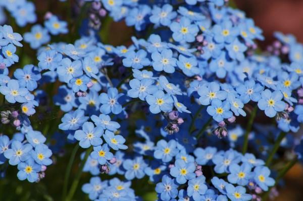Siniset kevätkukat ruukuissa ja puutarhassa-upeita lajeja ja hoitovinkkejä Unohda minut kauniisti sininen