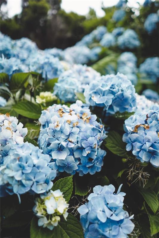 Siniset kevätkukat ruukussa ja puutarhassa - upeat lajit ja hoitovinkit vaaleansinisille hortensioille