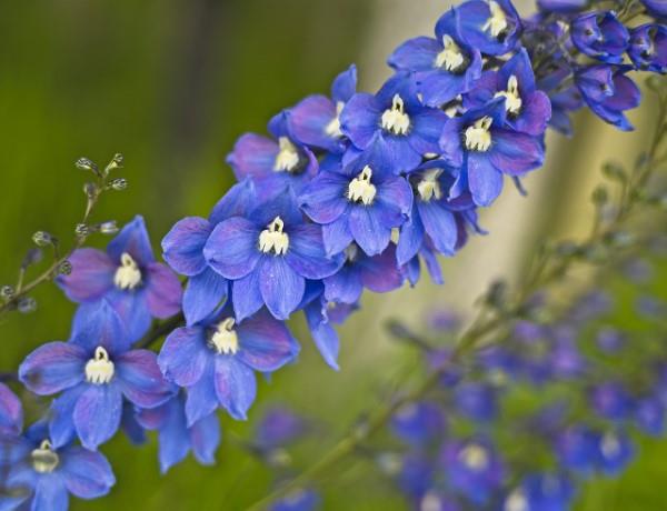 Siniset kevätkukat ruukuissa ja puutarhassa - upeat lajit ja hoitovinkit siniselle Delphinium delphiniumille