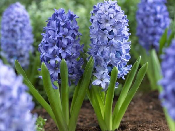 Siniset kevätkukat ruukuissa ja puutarhassa - upeat lajit ja hoitovinkit tavallisille sinihomeille