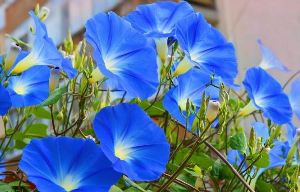Siniset kevään kukat ruukuissa ja puutarhassa - upeita lajeja ja hoitovinkkejä taivaansinistä aamua