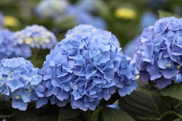 Siniset kevätkukat ruukuissa ja puutarhassa - upeat lajit ja hoitovinkit hortensiat ovat kauniisti sinisiä
