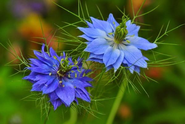Siniset kevätkukat ruukuissa ja puutarhassa - upeat lajit ja hoitovinkit jungfer vihreässä Nigella damascena blue