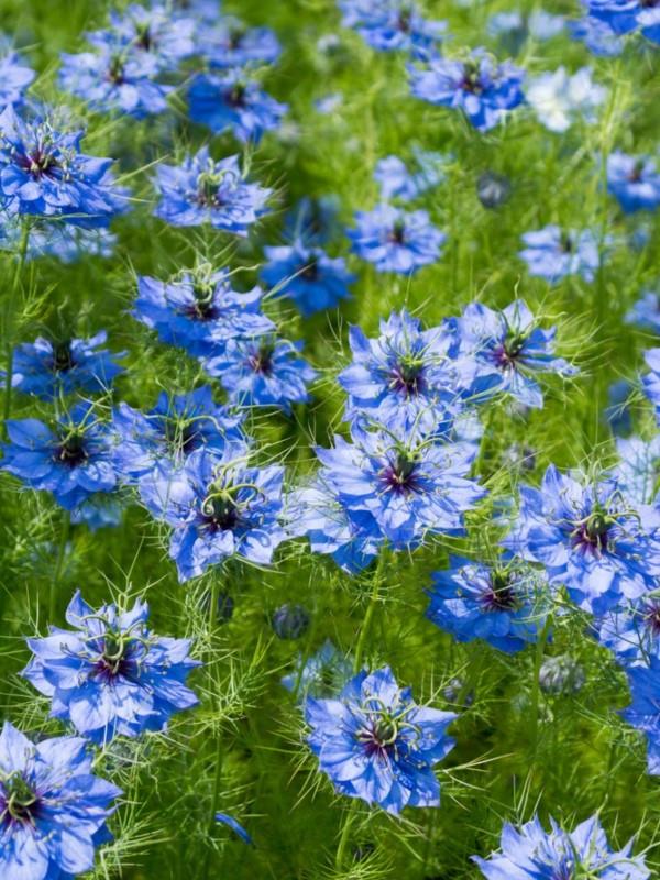 Siniset kevätkukat ruukuissa ja puutarhassa - upeat lajit ja hoitovinkit jungfer vihreässä sinisessä Nigella damascenassa