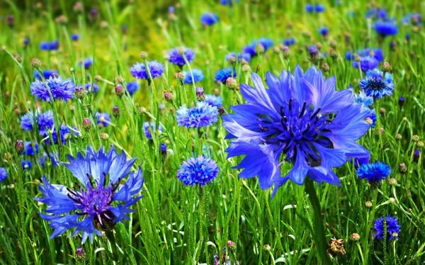 Siniset kevätkukat ruukuissa ja puutarhassa - upeat lajit ja hoitovinkit ruiskaunokenttä sininen