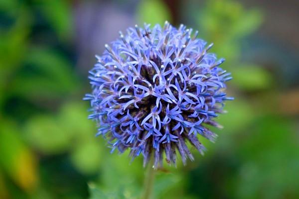 Siniset kevätkukat ruukuissa ja puutarhassa - upeat lajit ja hoitovinkit sininen ohdake söpö