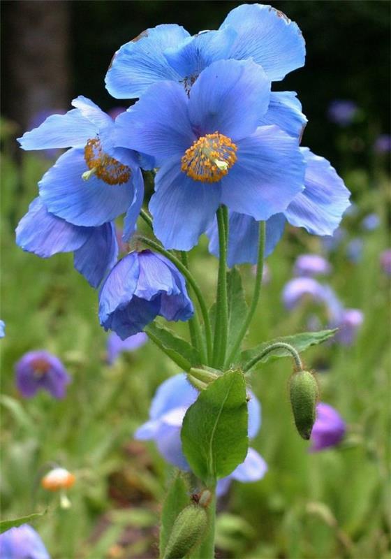 Siniset kevätkukat ruukuissa ja puutarhassa - upeita lajeja ja hoitovinkkejä unikonsininen tiibet