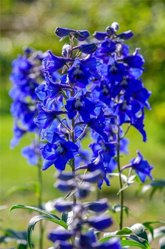 Siniset kevätkukat ruukuissa ja puutarhassa - upeat lajit ja hoitovinkit delphinium delphinium
