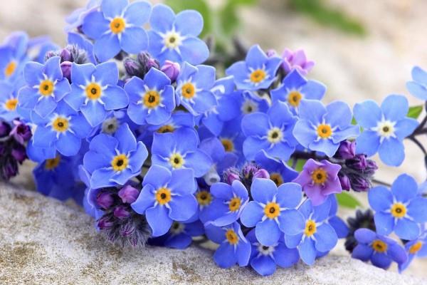 Siniset kevätkukat ruukuissa ja puutarhassa-upeita lajeja ja hoitovinkkejä kauniita sinisiä unohtumattomia kukkia