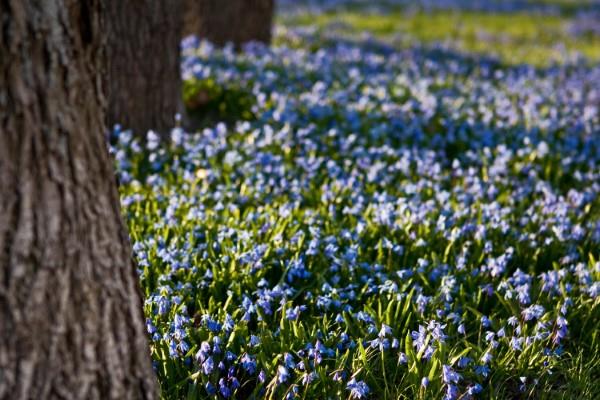 Siniset kevätkukat ruukuissa ja puutarhassa - upeita lajeja ja hoitovinkkejä Siperian squill Scilla siberica