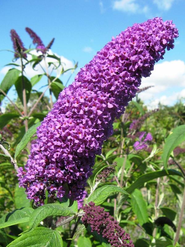 Kukkivat pensaat Puutarhapensaat kesällä kukkivat pensaat Buddleia davidii -kukat