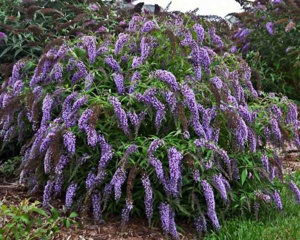 Kukkivat pensaat Puutarhapensaat kesällä kukkivat pensaat Buddleia davidii Butterfly bush