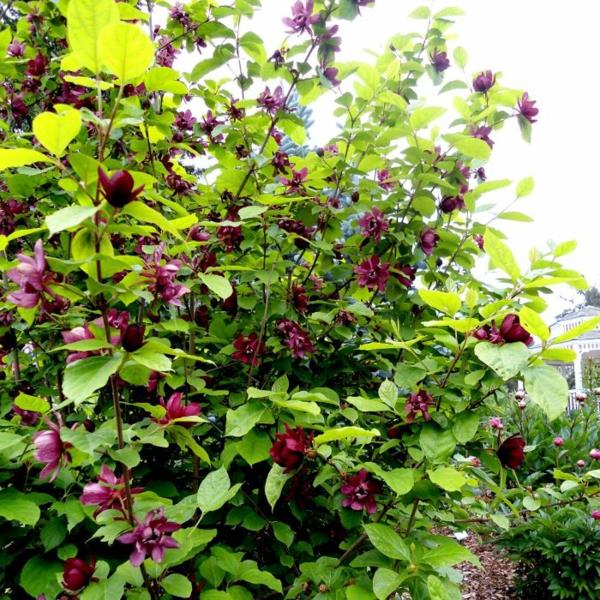 Kukkivat pensaat Puutarhapensaat kesällä kukkivat pensaat Calycanthus floridus