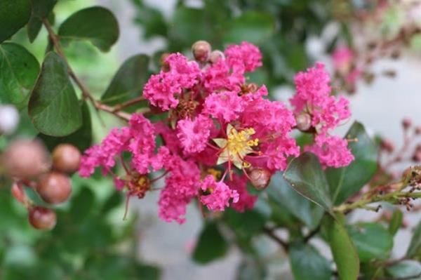 Kukkivat pensaat puutarhapensaat kesällä kukkivat pensaat kreppimyrtti Lagerstroemia indica