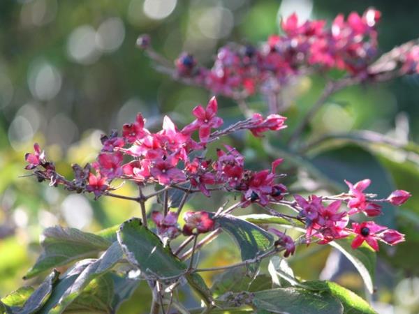 Kukkivat pensaat Puutarhapensaat kesällä kukkivat pensaat Losbaum Clerodendrum trichotomum