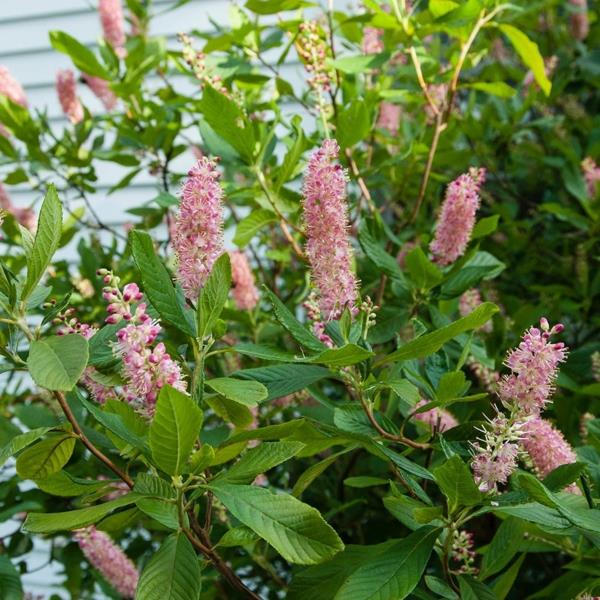 Kukkivat pensaat Puutarhapensaat kesällä kukkivat pensaat Cinnamon Clethra alnifolia